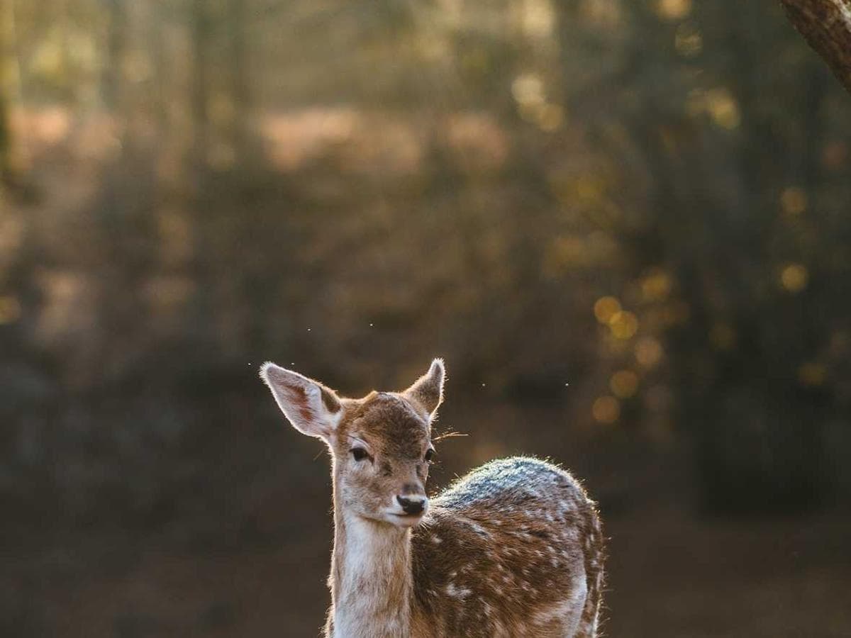 Tellippalai Branch thumbnail